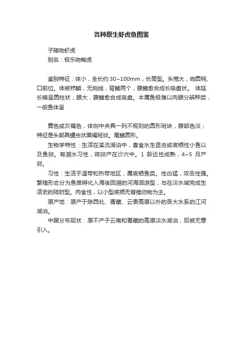 各种原生虾虎鱼图鉴