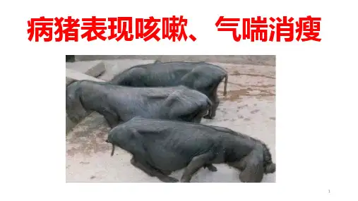 各种猪病诊治PPT课件
