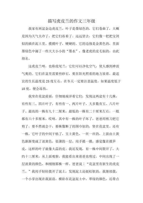 描写虎皮兰的作文三年级