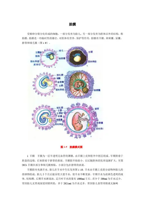 2021临床医学 胚胎发育-胚胎早期发育-胎膜与胎盘