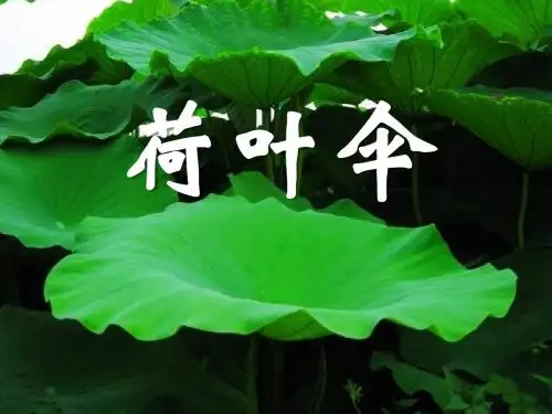 冀教版语文一下《荷叶伞》PPT教学课件