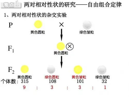 2013年高考生物一轮复习课件___基因的自由组合定律
