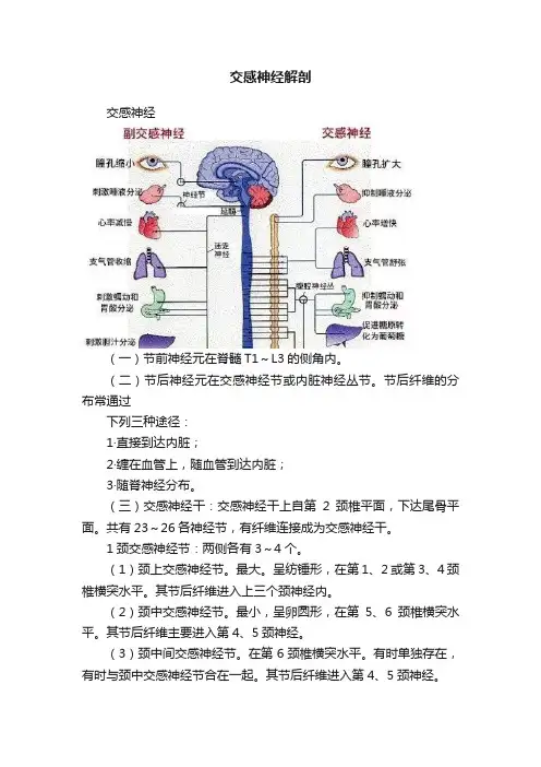 交感神经解剖