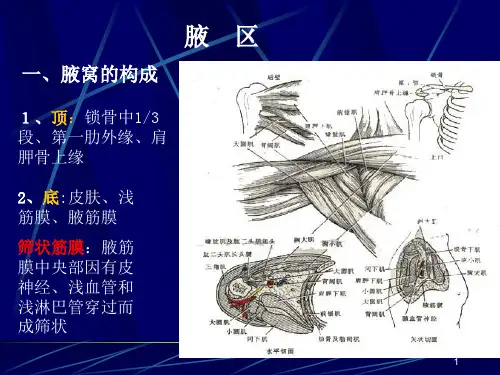 腋区