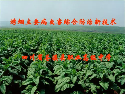烤烟主要病虫害综合防治新技术