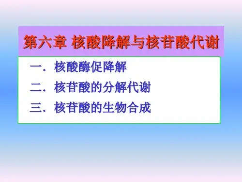 核酸降解与核苷酸代谢