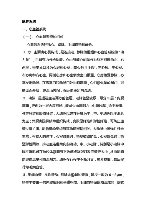 《人体解剖学》脉管系统教学大纲 