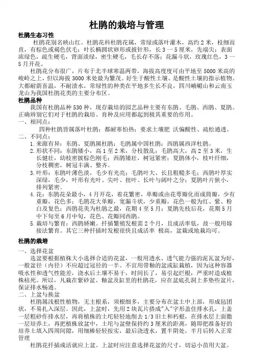 杜鹃的栽培与管理