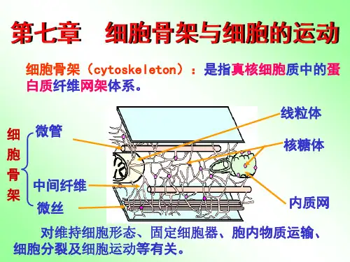 第七章 细胞骨架