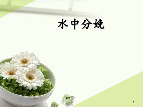 水中分娩  ppt课件