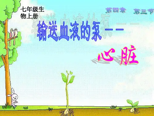 七年级生物下册第四章第三节心脏、血液循环ppt课件