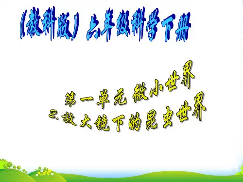 六年级科学下册 放大镜下的昆虫世界2课件 教科