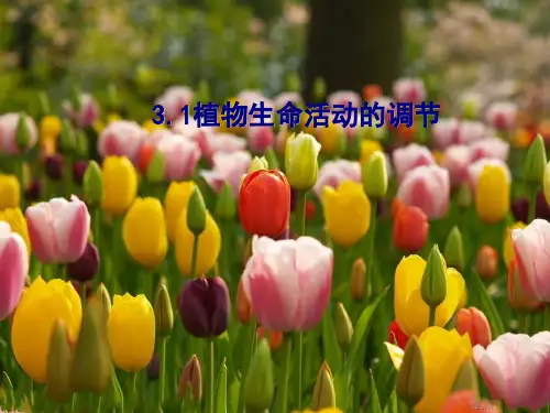浙教版八年级上册3.1植物生命活动的调节