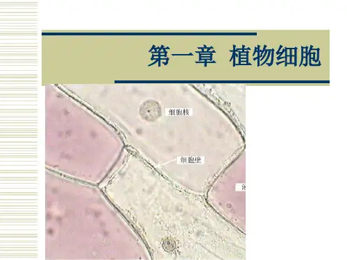 第一章 植物的细胞