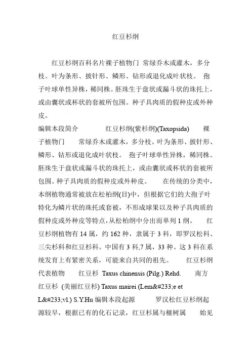 红豆杉纲
