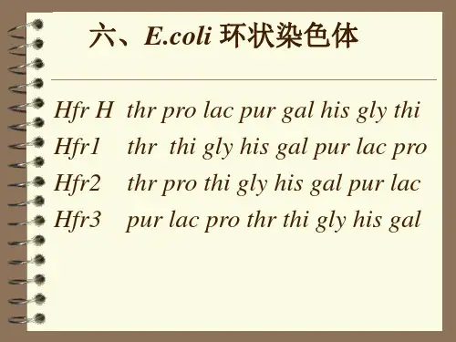 分子遗传学  8.细菌和噬菌体的遗传和重组  B