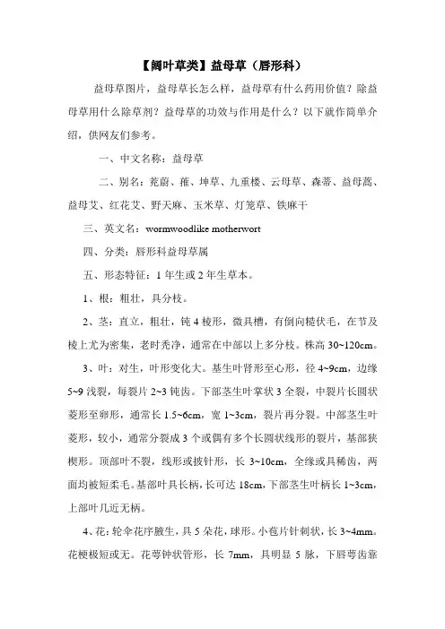 【阔叶草类】益母草(唇形科)