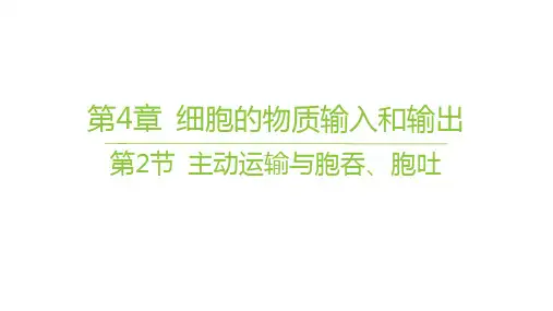 人教版高中生物学必修1精品课件 第4章 细胞的物质输入和输出 第2节 主动运输与胞吞、胞吐 (6)