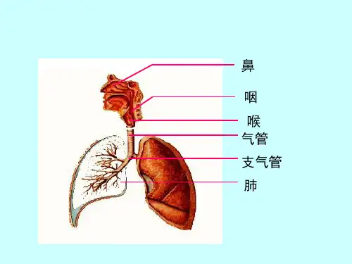组织胚胎学ppt课件呼吸系统