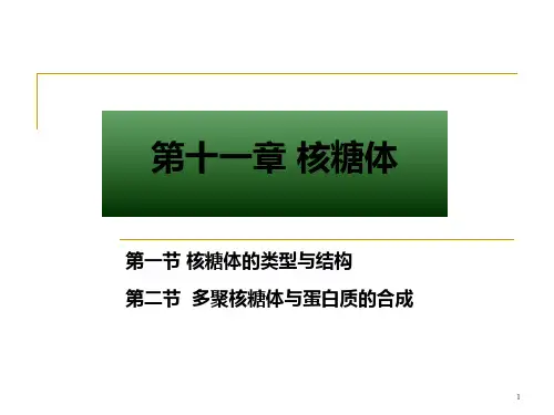 第11章 核糖体