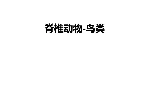 脊椎动物-鸟类ppt课件