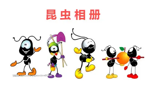 昆虫介绍PPT课件.