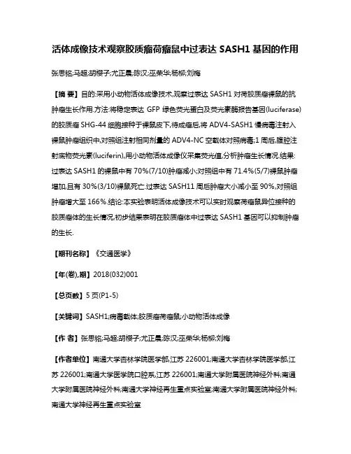 活体成像技术观察胶质瘤荷瘤鼠中过表达SASH1基因的作用