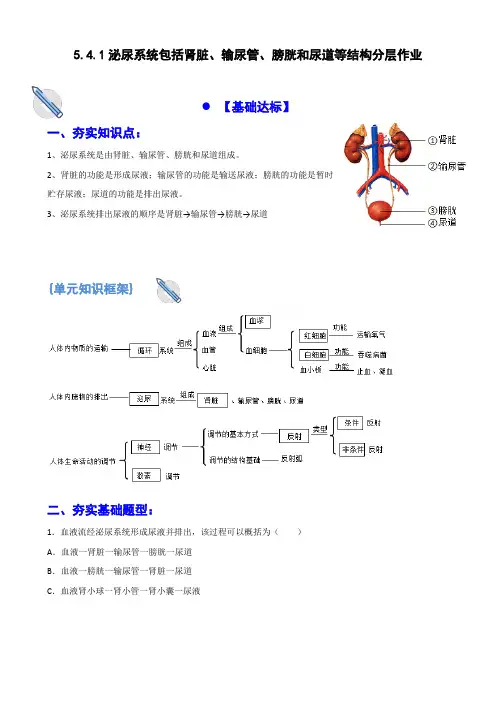 5.4.1泌尿系统的结构及功能