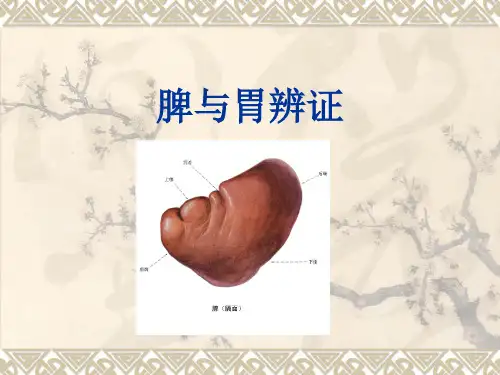 脾与胃辨证-中医诊疗