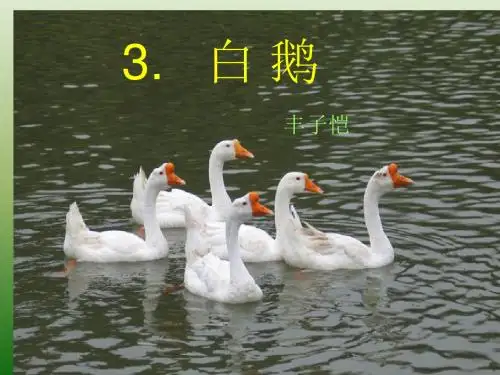 语文：1.3《白鹅》课件(1)(语文版七年级下册)