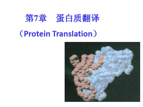 分子生物学7第七章 蛋白质翻译ppt课件