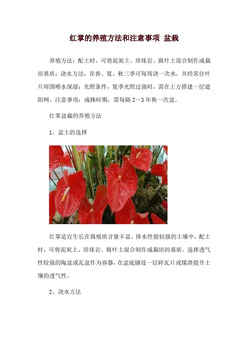 红掌的养殖方法和注意事项 盆栽
