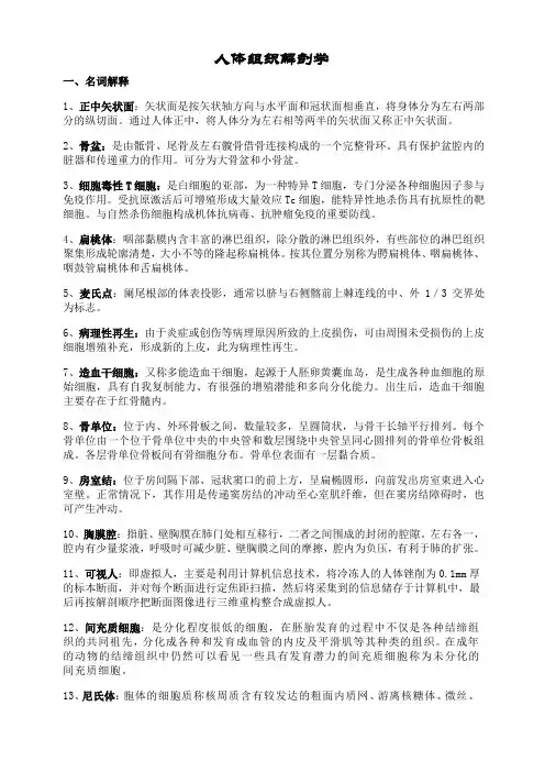 人体组织学解剖学