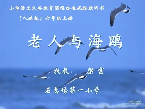 小学六年级语文上册《老人与海鸥》