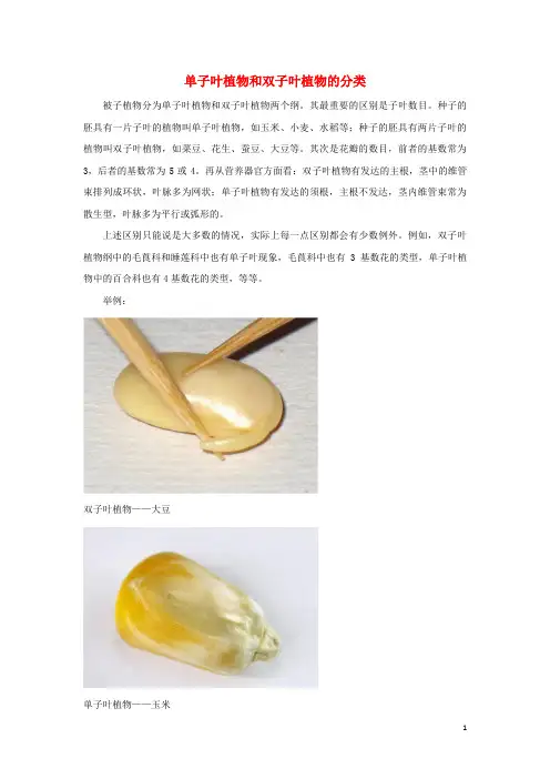 滦平县第四中学七年级生物上册 2.4.1《生物的分类方法》知识扩展：单子叶植物和双子叶植物的分类素