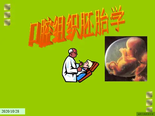 口腔组织胚胎学：第一章 口腔颌面部的发育