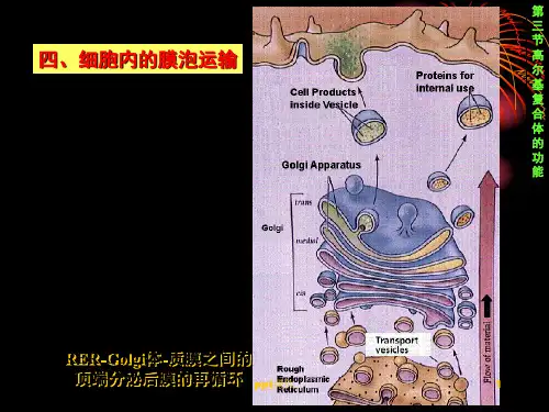 细胞生物学--高尔基复合体  ppt课件