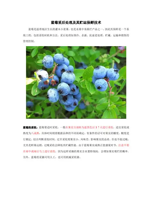 蓝莓采后处理及其贮运保鲜技术