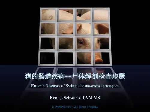 猪解剖步骤