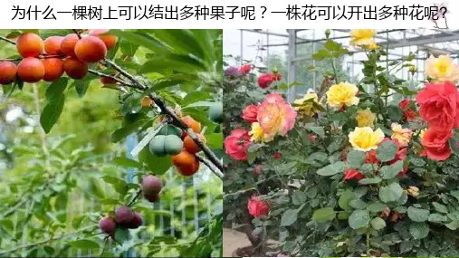 植物的生殖方式八年级生物上册教学课件(北师大版)
