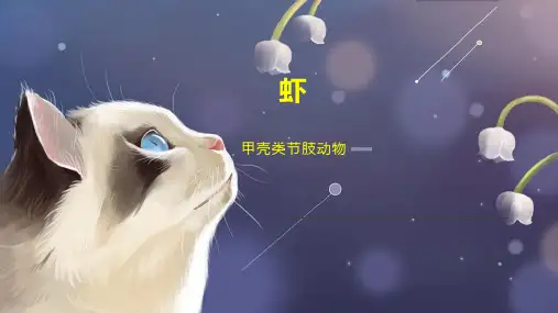 虾     