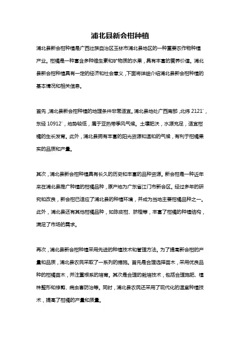 浦北县新会柑种植