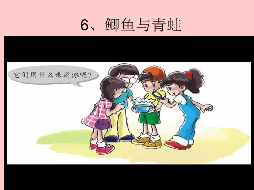 三年级科学上册《鲫鱼与青蛙》课件