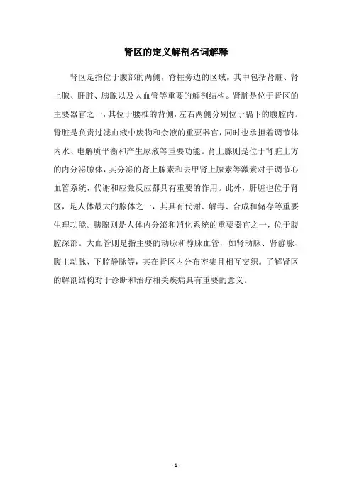 肾区的定义解剖名词解释