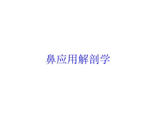 鼻应用解剖学培训课件