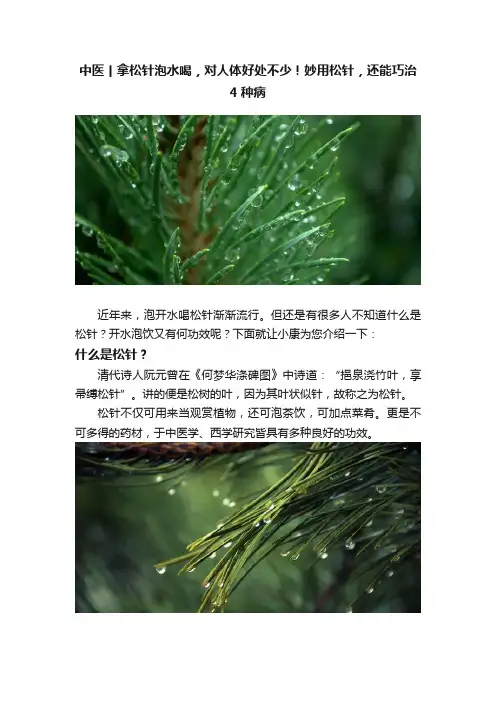 中医丨拿松针泡水喝，对人体好处不少！妙用松针，还能巧治4种病
