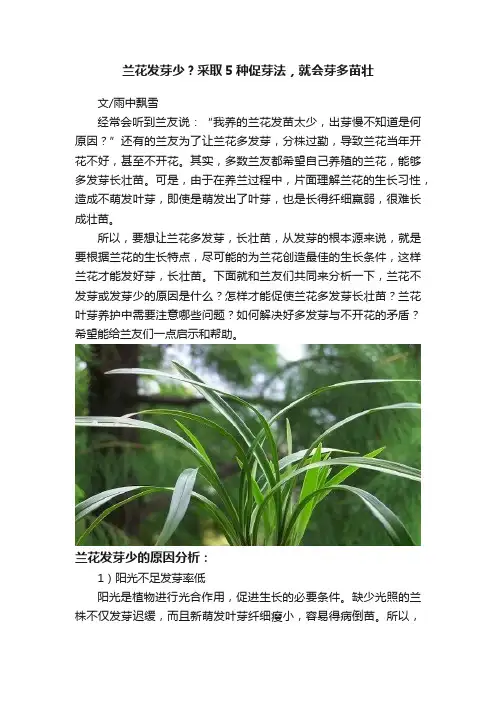 兰花发芽少？采取5种促芽法，就会芽多苗壮