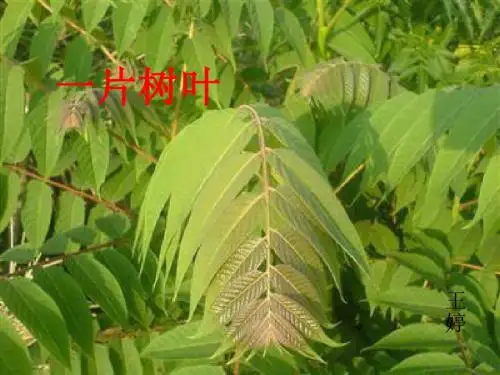 北师大语文二年级下《一片树叶》[1]
