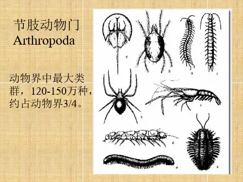 节肢动物门-10 现代动物学课件