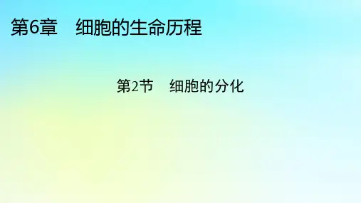 高中生物第6章细胞的生命历程第2节细胞的分化新人教版必修1